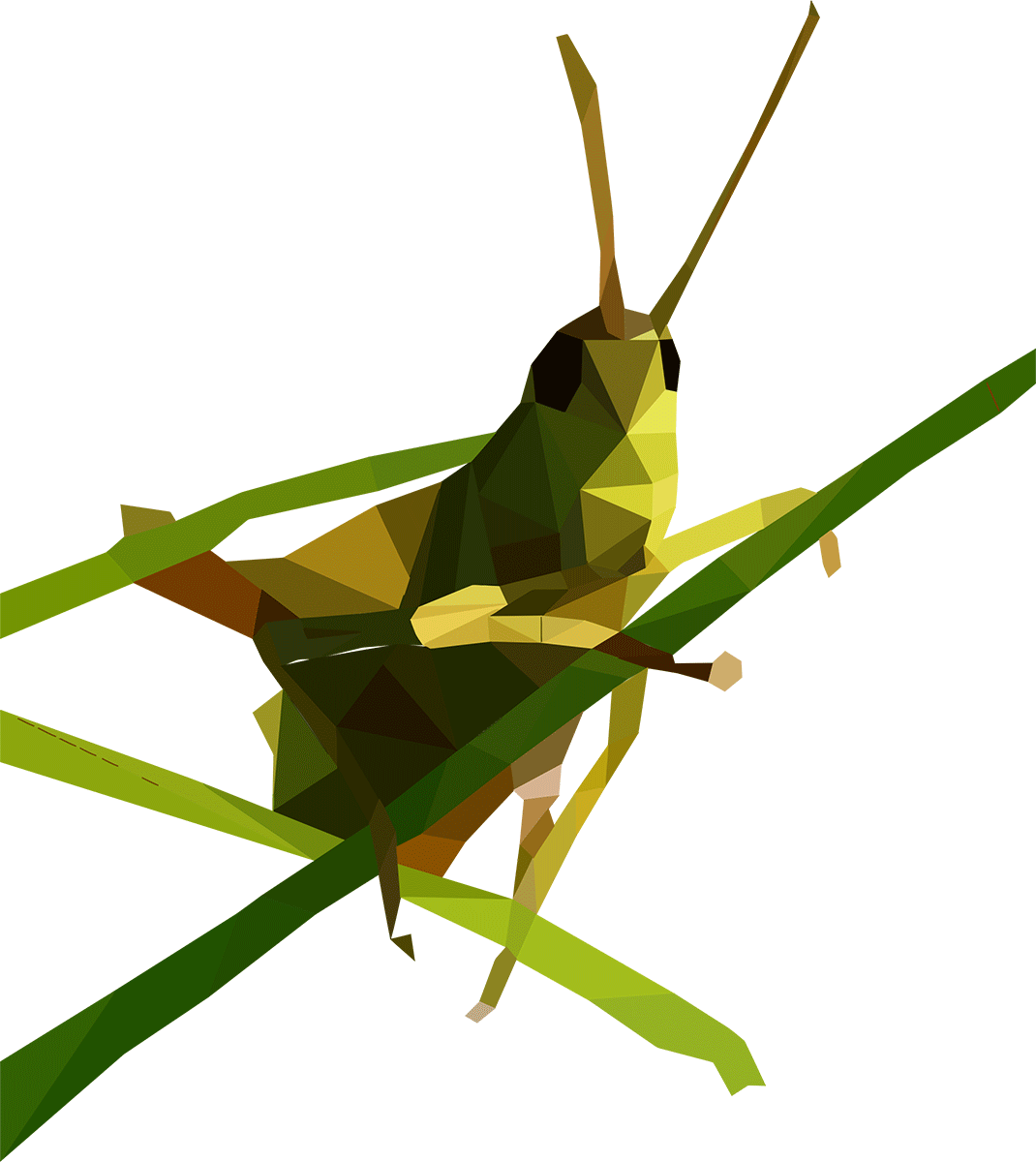 Grasshopper